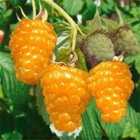 MALINA WCZESNA ŻÓŁTA DUŻE OWOCE