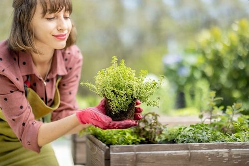 BIOHUMUS NAWÓZ DO WARZYW OWOCÓW ROŚLIN ORGANICZNY PŁYNNY HUMUS 5L na Arena.pl
