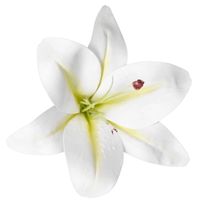 SZTUCZNE KWIATY LILIA SYLIKONOWA GUMOWA GŁÓWKA DO WYRABIANIA JAK ŻYWA DUŻA