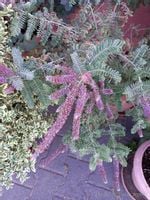 Amorfa sina unikalna rzadkość dla kolekcjonerów