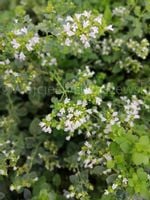 Oregano greckie sadzonka zioła przyprawa