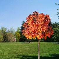 AMBROWIEC NA PNIU - sadzonki 130 / 160 cm