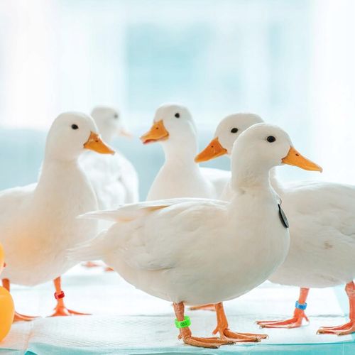 ZNACZNIKI OBRĄCZKI KLIPSY DLA KUR KACZEK GĘSI PTAKÓW 16MM 0.5-2.5kg na Arena.pl