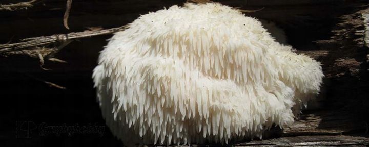 SOPLÓWKA JEŻOWATA gotowe podłoże 3kg GRZYBNIA zdjęcie 5