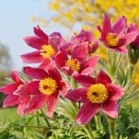 Sasanka zwyczajna DARK RED Czerwona Sadzonki P9