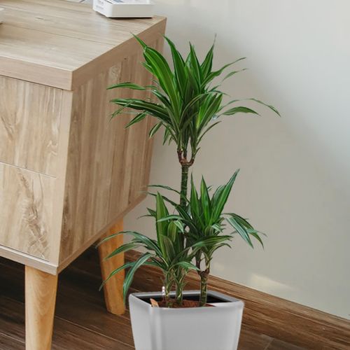 Dracena ULISES 105 cm na Arena.pl