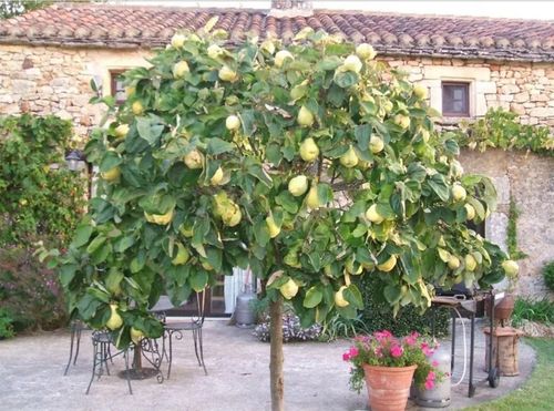 PIGWA OLBRZYMIA JABŁKOWA SZCZEPIONA NA PNIU - sadzonki 130 / 150 cm na Arena.pl