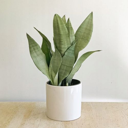 Sansewieria MOONSHINE Sansevieria WĘŻOWNICA na Arena.pl