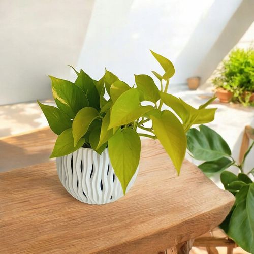 Epipremnum Golden Pothos Neon Żółty Gold Złocisty Scindaptus Epiprenium na Arena.pl
