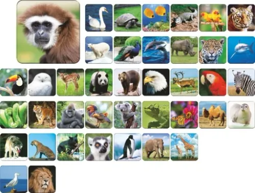 ADAMIGO ZOO memory pamięć na Arena.pl