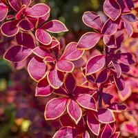 Berberys CORONITA Piękny krzew Na szpalery P9