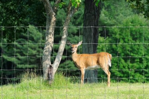 SIATKA LEŚNA ogrodzeniowa 100cm 8/15 L - ROLKA 50m - GRUBY DRUT OCYNKOWANA na Arena.pl