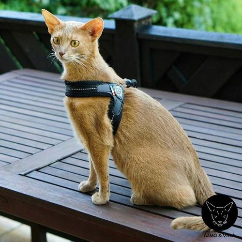 SZELKI dużego kota 43-53cm powyżej 6kg TRE PONTI czarne MIĘKKIE oddychające na Arena.pl