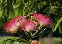 Albicja świeci śpi sadzonki 30-50cm P9