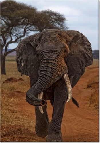 100 70CM OBRAZ PŁÓTNO SIEMA FEANS PŁÓTNO RAMA na Arena.pl