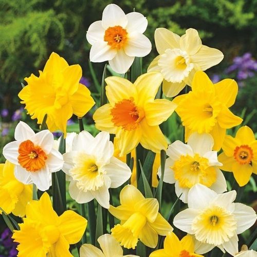 NARCYZ cebulki MIX BOTANICZNY odporne i trwałe 100 szt. + GRATIS na Arena.pl