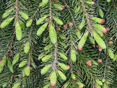 Świerk serbski PENDULA Picea omorika Płaczący na Arena.pl