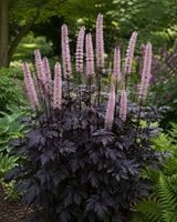 Actaea Pink Spike Świecznica Pluskwica Różowa Bylina Cień
