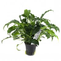 Schismatoglottis prietoi Koszyk Holandia Ø 5,5 cm