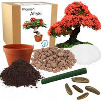 ZESTAW DO UPRAWY PŁOMIEŃ AFRYKI DRZEWKO BONSAI DO SADZENIA NASIONA 2 SZT