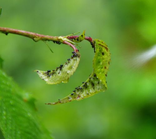 TARGET MOSPILAN 20SP ŚRODEK NA MSZYCE SZKODNIKI WARZYW OWOCÓW ROŚLIN na Arena.pl