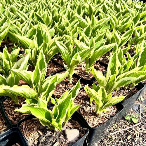 Funkia Hosta 'Crispula' Doniczka 2.0L na Arena.pl