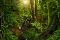 Fototapeta Zieleń w Lesie NATURA Dekor do Salonu 270x180