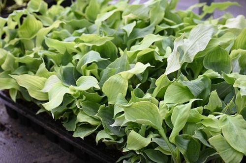 Funkia Diamond Lake - Hosta sieboldiana na Arena.pl