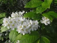 CZEREMCHA miododajna - sadzonki 120 / 140 cm