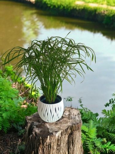 Papirus Cibora zmienna Cyperus alternifolius do Domu Ogrodu i Oczek na Arena.pl