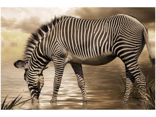 60X40CM ZEBRA WODOPOJU OBRAZ na Arena.pl
