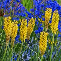 Trytoma BANANA POPSICLE Zółta Egzotyczna rabata Sadzonki w doniczkach P11