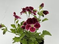 Pelargonia angielska GRANDIFLORUM Aristo Black Beauty sadzonki