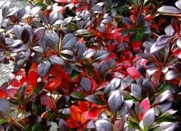 C2 BERBERYS RED JEWEL KRZEWY24 zdjęcie 1