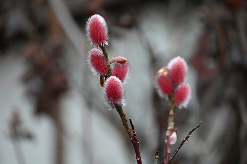 Wierzba smukłoszyjkowa Mt Aso - Salix gracillistyla na Arena.pl