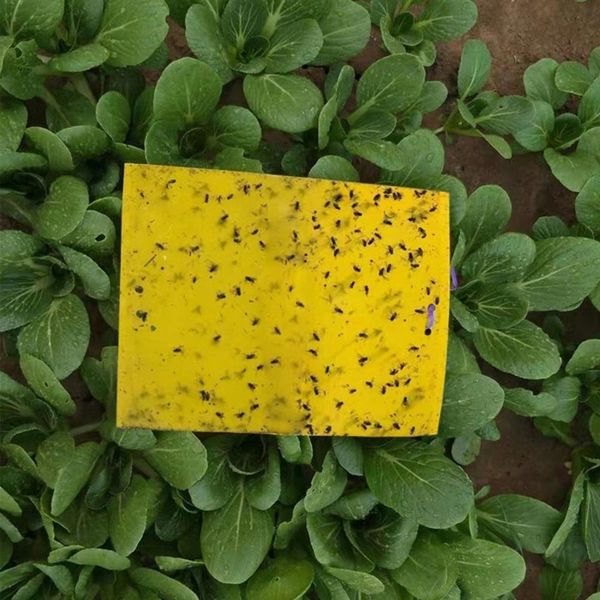 ŻÓŁTE LEPY DO DONICZEK ziemiórki OWADY skuteczne zdjęcie 3