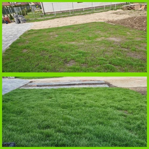 Trawa UNIWERSALNA nasiona trawy SAMOZAGĘSZCZAJĄCA odporna na DEPTANIE 25kg na Arena.pl