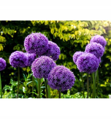 Czosnek ozdobny 'Gladiator' - duża paczka! - 15 szt. na Arena.pl