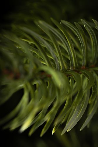 Choinka Jodła Szlachetna 180cm na Arena.pl