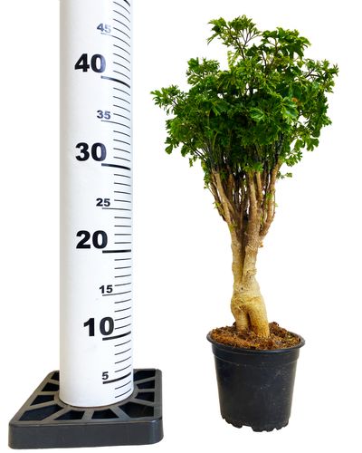 POLYCASIA Polyscias Ming 40 cm na Arena.pl