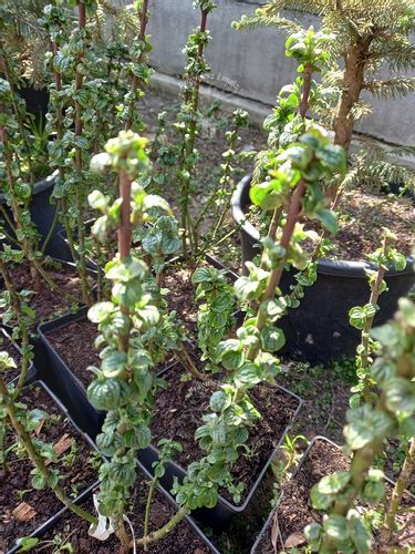 Dereń świdwa Compressa karbowane liście na Arena.pl