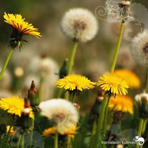 KAWA Z MNISZKA Zestaw: Naturalna + Orzechowa + Kawowa 3szt x 150G 0,45KG na Arena.pl