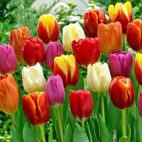 Tulipan różne kolory mix 10/11+ duże opakowanie 50 szt