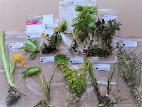 5 x Ślimak do oczka Żyworodka pospolita Filtruje na Arena.pl