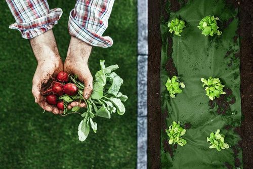 AGROWŁÓKNINA AGROTKANINA UV NA CHWASTY 1,6x100m + 100 SZPILEK na Arena.pl
