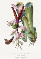 Plakat 70x100cm Koliber, Paul Gervais Vintage do Salonu