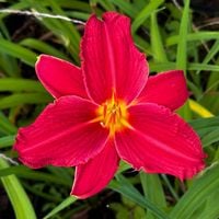 Liliowiec 'Raspberry Wine' Czerwony Malinowy (Hemerocallis) Doniczka 2.0L