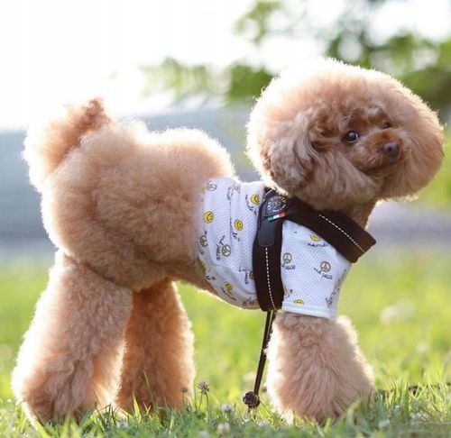 SZELKI dużego kota 43-53cm powyżej 6kg TRE PONTI czarne MIĘKKIE oddychające na Arena.pl