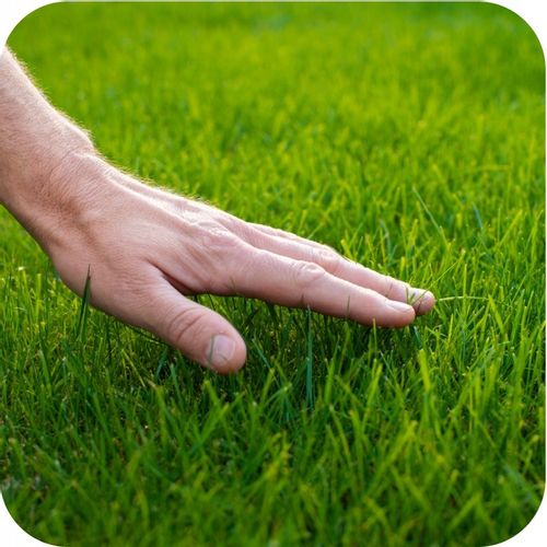 NAWÓZ DO TRAWY FLOROVIT MISTRZOWSKI TRAWNIK do trawy z mchem 10kg na Arena.pl