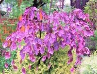 BUK TRICOLOR szczepiony na pniu - sadzonki 90 / 130 cm